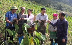 Sản phẩm OCOP nâng cao thu nhập cho nông dân vùng cao Trạm Tấu