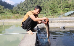 Nông dân vùng biên giới Hà Giang rủ nhau nuôi "cá quý tộc" đặc sản, ai đến thấy cũng trầm trồ