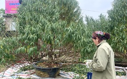 Người trồng đào Nhật Tân tất bật "xuống lá" chuẩn bị cho Tết 2024
