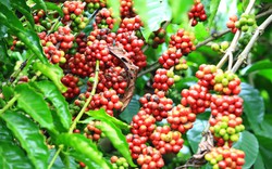 Giá cà phê ngày 10/12: Suốt cả tuần, giá cà phê trong nước tăng mạnh dù 2 sàn thế giới có phiên giảm