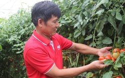 Một HTX nông sản sạch ở Sơn La thành công nhờ mô hình sản xuất liên kết theo chuỗi