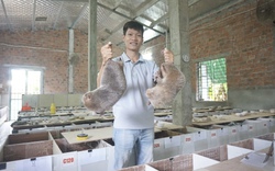 Nuôi chuột “khổng lồ”, chả tốn mấy tiền mua thức ăn, bán làm đặc sản, 9X Quảng Nam thu lãi cao 