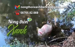 HỘP THƯ NÔNG THÔN XANH: Xác lợn chết nổi lềnh phềnh trên ao tưới tiêu của nông dân