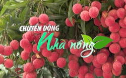 Chuyển động Nhà nông 12/12: Tỉnh Hưng Yên bảo vệ nguồn gen quý cây vải trứng 150 tuổi