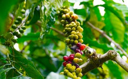 Giá cà phê ngày 12/12: Cà phê đồng loạt bật tăng giá mạnh, dân cà phê "hóng" sàn thế giới mà mừng
