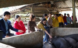 Hiệu quả mô hình nuôi lợn đen bản địa an toàn ở Lào Cai