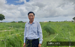 Nước ngọt về thôn, xã Ninh Thuận, nông dân xem như "vàng", trồng rau vua, nuôi cừu, làm giàu