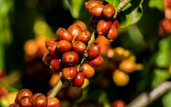 Giá cà phê ngày 13/12: Cà phê Robusta tăng cực mạnh