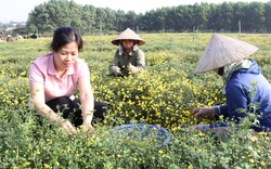 Nông dân Hà Nội trồng loài hoa gì bé tí như cúc áo, đem phơi khô bán giá 600 triệu đồng/tấn?