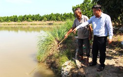 Đến một cái ao ở Cần Thơ, tung thức ăn cả nổi dày đặc, vớt bán giống, ông nông dân khá giả hẳn lên