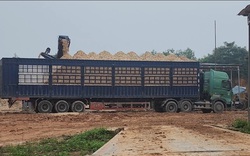 Huyện Tân Kỳ (Nghệ An): Xưởng sản xuất gỗ dăm hoạt động gây ô nhiễm ảnh hưởng đến người dân