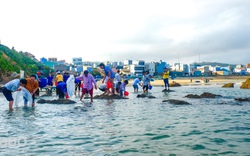 Ở một bãi biển có rạn san hô rộng 4,5ha ở Bình Định, ngành chức năng vừa thả 10.000 con cá chẽm