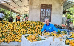 Một tỷ phú nông dân ở Phú Thọ thu tiền tỷ nhờ trồng cam trên đất đồi dốc