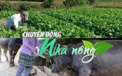 Chuyển động Nhà nông 16/12: Lào Cai tăng cường các biện pháp phòng chống rét cho cây trồng, vật nuôi