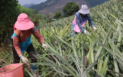Tổ hội nông dân nghề nghiệp trồng dứa vùng biên ở Lào Cai mong muốn phát triển cây dứa bền vững 