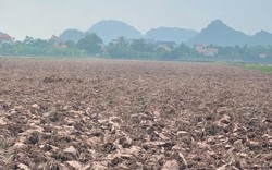 Dứt điểm việc mua bán đất mặt ruộng trái phép ở Ninh Bình sau phản ánh của Báo Dân Việt