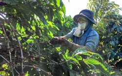 Mặc khuyến cáo, người dân Gia Lai vẫn hái cà phê xanh, nguy cơ ảnh hưởng đến chất lượng