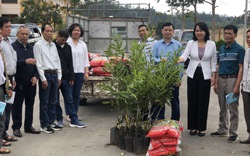 Vườn trồng loại cây ra "nữ hoàng quả khô" ăn tốt cho tim mạch, nông dân Lạng Sơn đón cơ hội làm giàu