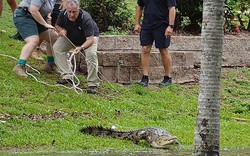 Bầy cá sấu khổng lồ tràn ngập sau lũ khiến nhiều gia đình ở Úc phải trèo lên mái nhà cầu cứu