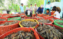 Công nhận Việt Nam là nền "kinh tế thị trường" giúp doanh nghiệp có lợi như nào trong các vụ kiện phòng vệ thương mại?