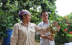 Đại hội VIII Hội NDVN: Hỗ trợ nông dân hình thành liên kết, hợp tác qua nguồn lực của Hội ở Sơn La