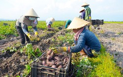 Thực hư chuyện một thị trấn ở Gia Lai ra thư mời kết nối tiêu thụ khoai lang Nhật rồi thu hồi