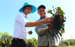 Ở Kiên Giang, nông dân trồng thứ cây ra quả gọi là củ, ăn ngọt bùi, bất ngờ cho lãi gấp đôi