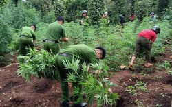 Ngăn chặn tình trạng tái trồng cây có chứa chất ma túy ở Tây Nguyên (Kỳ 1)