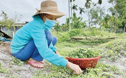 Rau dại ở TT-Huế có tên rau chẵn lẻ là thứ rau gì, thường mọc hoang ở đâu, hễ hái bán là hết sạch?