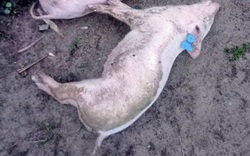 Quảng Bình: Điều trùng hợp của hai công ty cung cấp giống lợn, dê mà nông dân nuôi chết hàng loạt