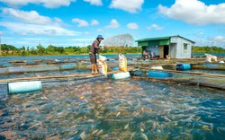 Xây dựng nông thôn mới ở Đắk Nông: Chủ động, sáng tạo, linh hoạt trong các tiêu chí xây dựng NTM