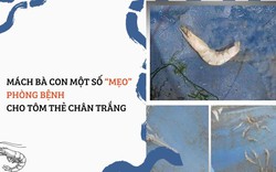 SỔ TAY NHÀ NÔNG: Một số biện pháp phòng bệnh cho tôm thẻ chân trắng