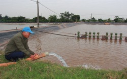 Trời rét căm căm, gió bấc thổi vù vù, ở Nam Định dân giữ tôm, giữ cá, giữ cua trong ao thế nào?