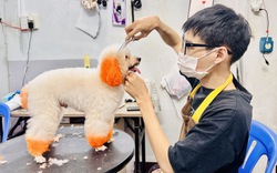 Bộ NNPTNT trả lời gì về đề xuất thành lập Hiệp hội Cắt tạo mẫu lông thú cưng Việt Nam?