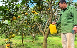 Vườn cam ở Nghệ An cây thấp tè đã treo la liệt "quả vàng" đẹp như phim, dân thu tiền tỷ cũng phải