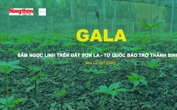 Sáng nay sẽ diễn ra Gala "Sâm Ngọc Linh trên đất Sơn La - Từ Quốc bảo trở thành sinh kế" 