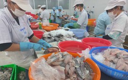 Sản phẩm surimi, bột cá của Việt Nam "tha hồ" qua cửa xuất khẩu, hướng tới kim ngạch 1 tỉ USD