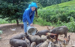 Nuôi lợn đen thả rừng, ông nông dân Hòa Bình nói bán là hết sạch, mua nhanh còn kịp