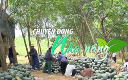 Chuyển động Nhà nông 24/12: Dưa hấu tiếp tục kỳ vọng đi đường chính ngạch vào thị trường Trung Quốc