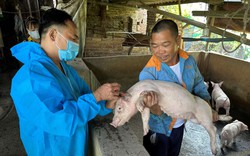 Chủ động phòng chống dịch, đàn lợn, gà ở Bắc Ninh tăng trưởng mạnh