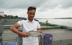 Nuôi cá lồng trên sông cho thu nhập cao, Bắc Ninh hướng vào nuôi cá đặc sản