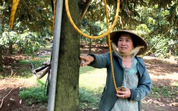 Trồng 2,8 ha một loài cây đặc sản áp dụng công nghệ cao ở Lâm Đồng, nhiều người tò mò muốn xem