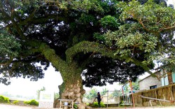 Cây cổ thụ 400 năm tuổi hình dáng kỳ lạ ở một làng của Hà Tĩnh là giống cây gì mà thiên hạ trầm trồ?