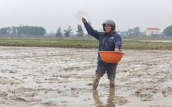 Nông dân Quảng Bình ra đồng trong giá rét cuối năm, kỳ vọng vụ mùa bội thu trên cánh đồng liên kết