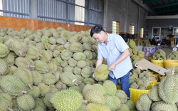 Thông tin nông sản Việt Nam xuất khẩu sang Trung Quốc phải có giấy chứng nhận của GACC là giả mạo