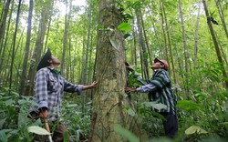 Lần đầu tiên Việt Nam thu gần 1.200 tỷ đồng nhờ bán một thứ được hấp thụ từ rừng