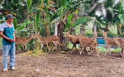 Nuôi "con đại bổ" vốn xưa là động vật hoang dã, anh nông dân Bình Định làm cách gì mà thu nhập tốt?