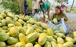 Một loại quả ngon, ăn mát ở Hậu Giang tăng giá tốt nhất trong 5 tháng qua, hái đến đâu bán hết đến đó