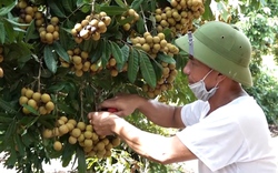 Yên Châu đẩy mạnh phát triển đa dạng các loại cây ăn quả