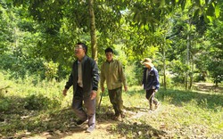 Lai Châu: Chuyển biến tích cực công tác phòng cháy chữa cháy rừng ở Bum Nưa